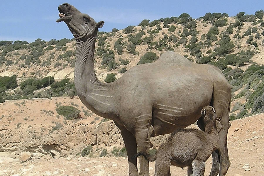 The waddi the desert on the back of a dromedary